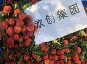 夏日好“枝”味，龙珠体育有限公司龙珠体育有限公司发福“荔”啦